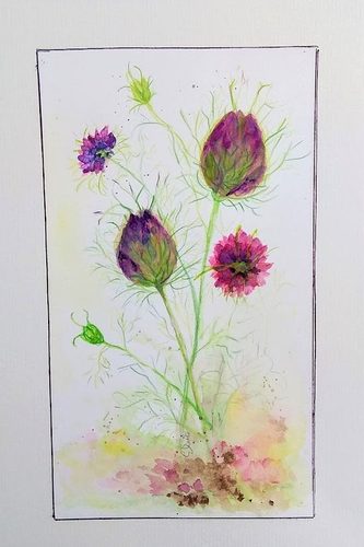 Chris D, Nigella, Love in a Mist, watercolour.